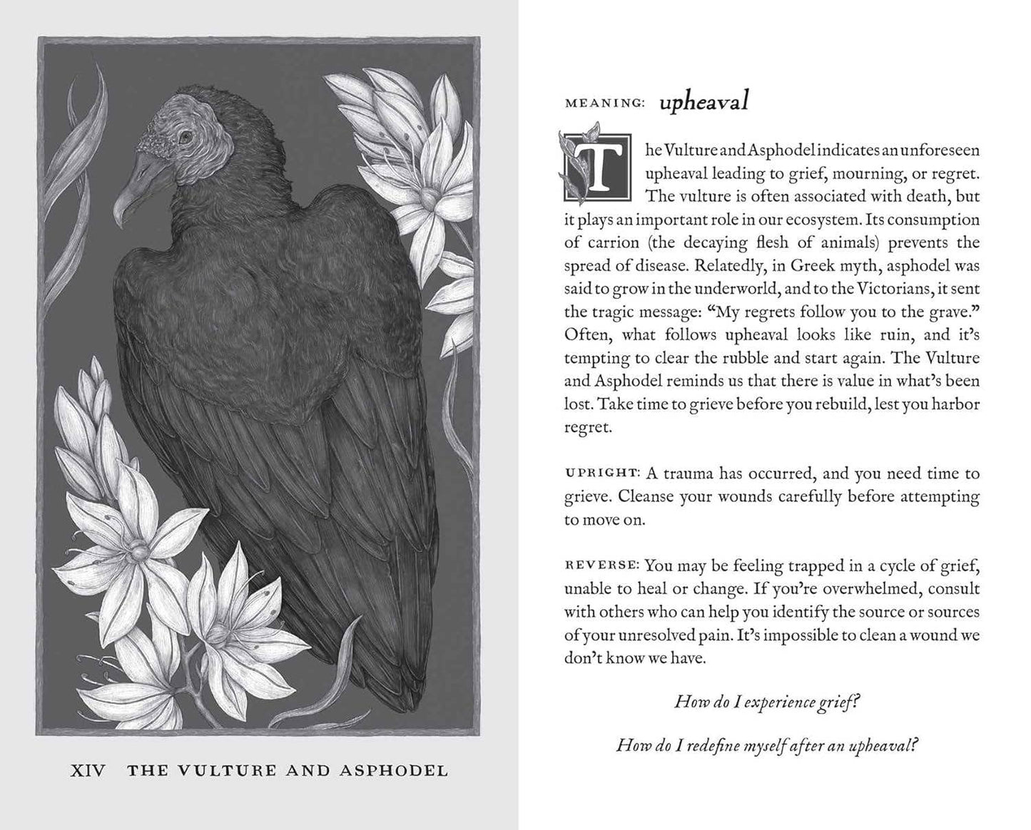 Woodland Wardens | Oracle Cards | Andrews McMeel Publishing